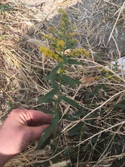 Solidago canadensis