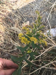 Solidago canadensis