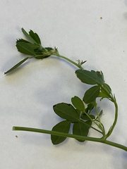 Medicago sativa