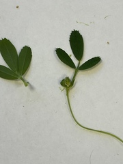 Medicago sativa
