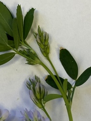 Medicago sativa