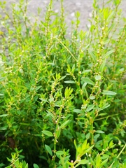 Polygonum aviculare