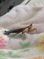 Acanthops parafalcata