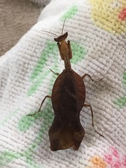 Acanthops parafalcata