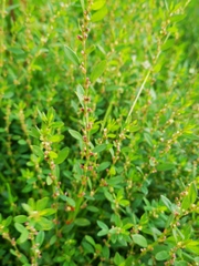 Polygonum aviculare