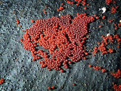 Dialonectria episphaeria