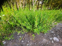 Polygonum aviculare