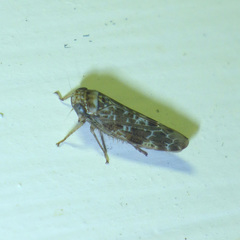 Athysanini
