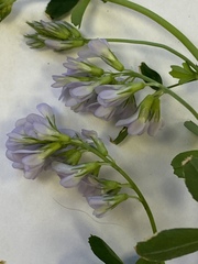 Medicago sativa