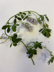 Medicago sativa