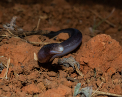 Amphisbaena vermicularis