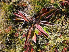 Saussurea pseudotilesii