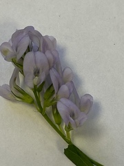 Medicago sativa