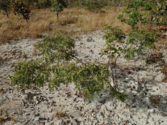 Copaifera oblongifolia