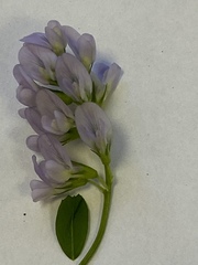 Medicago sativa