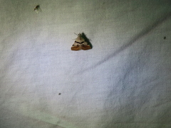 Hemeroplanis incusalis