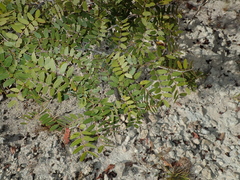 Copaifera oblongifolia