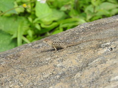 Sceloporus horridus