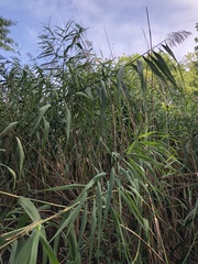 Phragmites australis