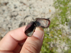 Copaifera oblongifolia