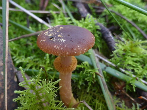 Descolea recedens image