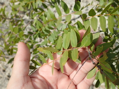 Copaifera oblongifolia