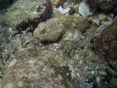 Scorpaena mystes
