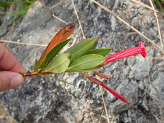 Augusta longifolia