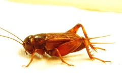 Gryllus rubens