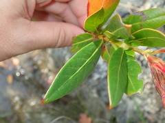 Augusta longifolia