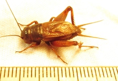 Gryllus rubens