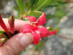 Augusta longifolia