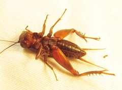 Gryllus rubens