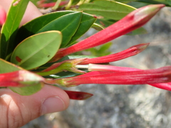 Augusta longifolia