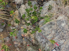 Augusta longifolia