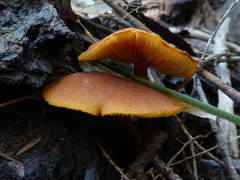 Gymnopilus ferruginosus