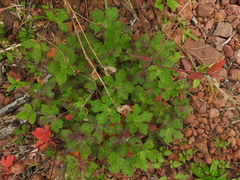 Geranium seemannii