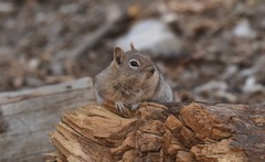 Callospermophilus lateralis certus