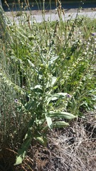 Cynoglossum henricksonii