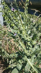 Cynoglossum henricksonii