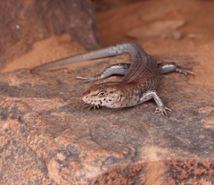 Liopholis margaretae