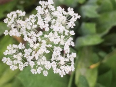 Lepidium draba