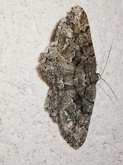 Peribatodes ilicaria