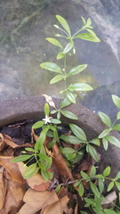 Glinus oppositifolius