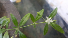 Glinus oppositifolius