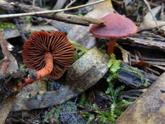 Cortinarius kula