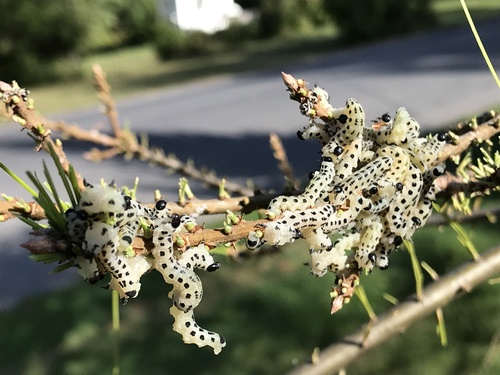 White Pine Sawfly photo 2