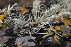 Ramalina cuspidata