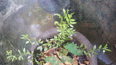 Glinus oppositifolius