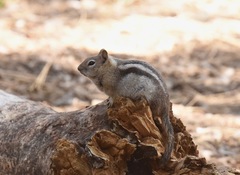 Callospermophilus lateralis certus